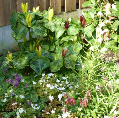 Tuin Johan van de Akker in Ens.