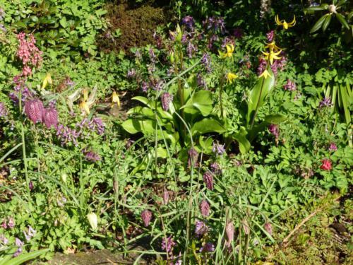 Tuin Johan van de Akker in Ens.