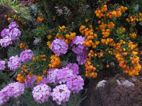 Berberis (zuurbes)