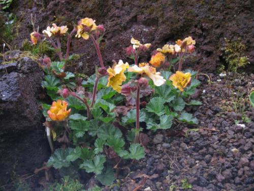 Geum (nagelkruid)