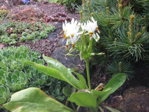 Dodecatheon meadia 'Alba' (twaalfgodenkruid)