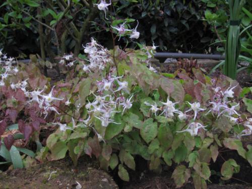 Epimedium (elfenbloem)