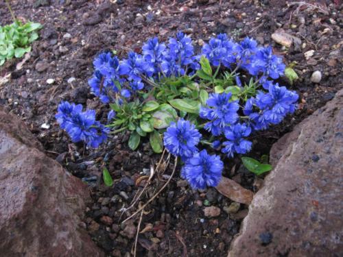 Polygala calcarea 'Lillet'