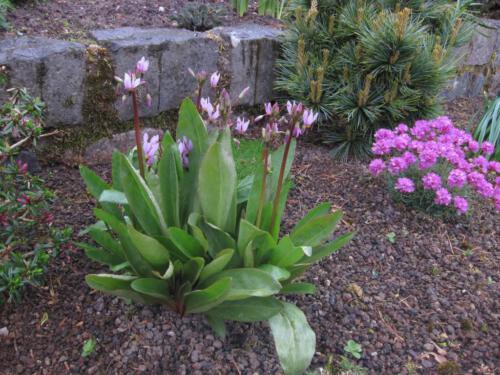 Dodecatheon meadia (Twaalfgodenkruid)