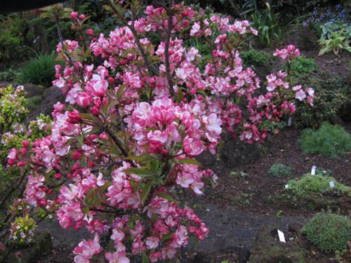 Tuin Jos Cuypers te Vierlingsbeek