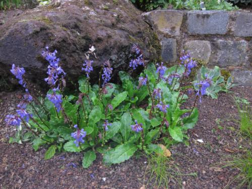 Tuin Jos Cuypers te Vierlingsbeek