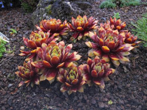 Sempervivum 'Gold Nugget' (huislook)