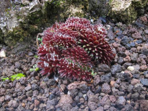 Sempervivum (huislook)