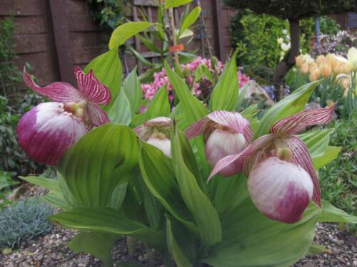 Cypripedium