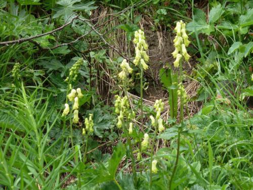 Aconitum vulparia