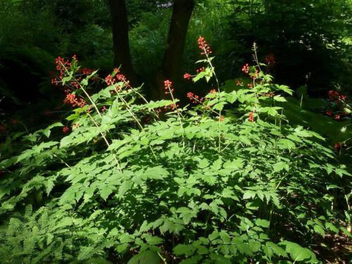 Actaea erythrocarpa