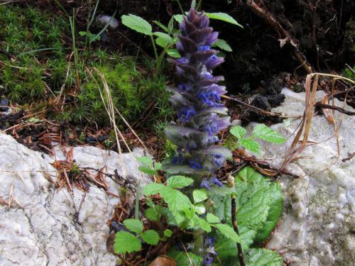 Ajuga pyramidalis