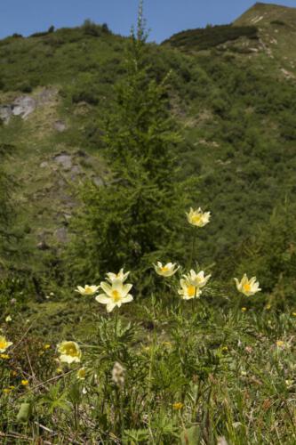 Anemone alpina apiifolia