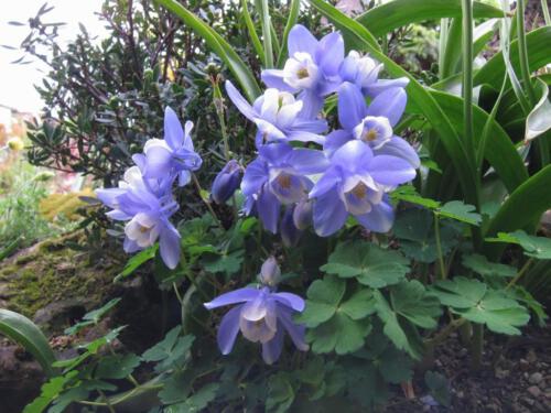 Aquilegia flabatella 'Ministar' 02