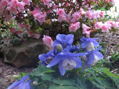 Aquilegia flabatella 'Ministar'