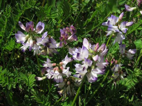 Astragalus alpinus-
