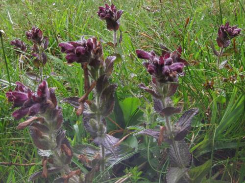 Bartsia alpina