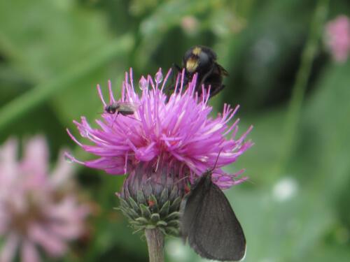 Distel met vlinder en vlieg