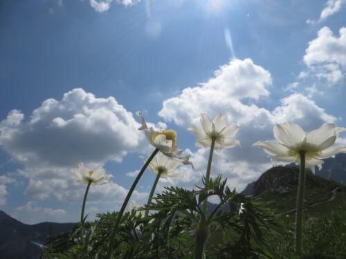 Pulsatilla alpina