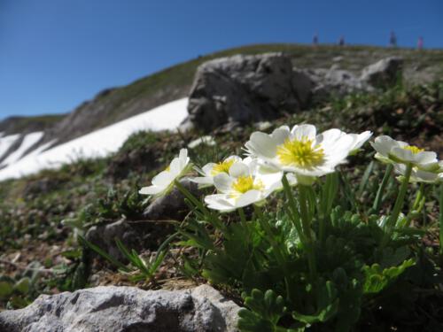 Ranunculus