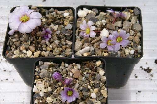Callianthemum anemonoides x farreri