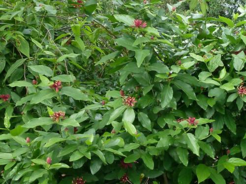 Calycanthus floridus