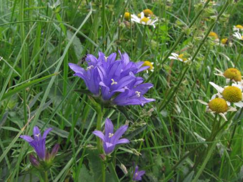 Campanula glomerata