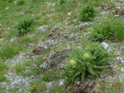 Cirsium spinosissimum