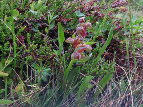 Coeloglossum viride