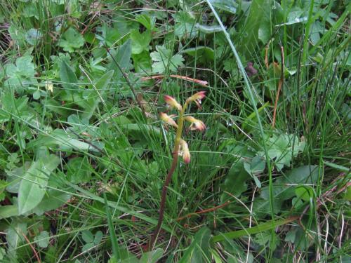 Corallorhiza trifida