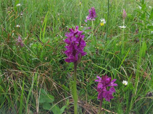 Dactylorhiza majalis