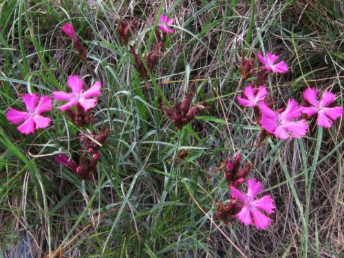 Dianthus carthusianorum