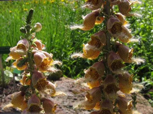 Digitalis ferruginea