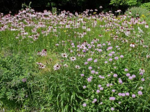 Echinacea purpurea, Echinacea pallida en Monarda fistulosa