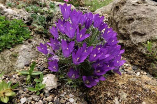 Edraianthus dinaricus