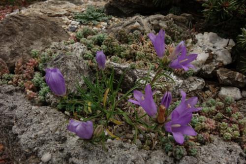 Edraianthus joegoslavicus