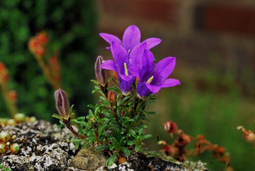 Edraianthus pilossulus