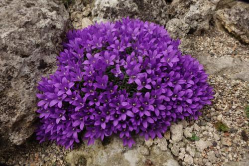 Edraianthus pumilio