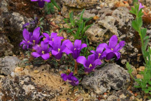 Edraianthus serpyllifolius 'Major'