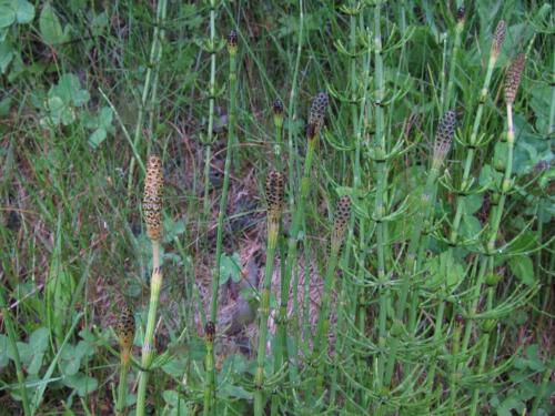 Equisetum arvense