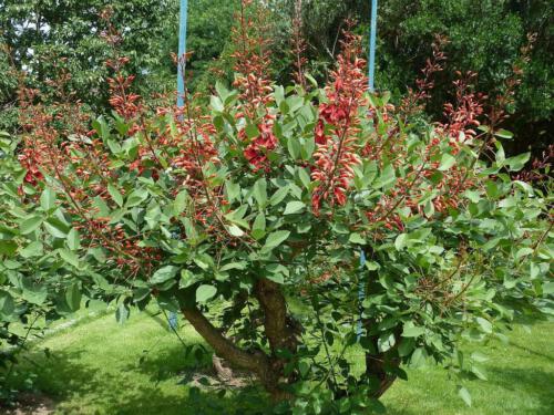 Erythrina crista-galli