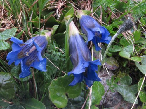 Gentiana kochiana