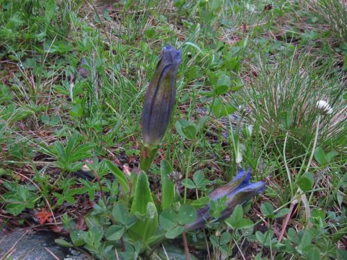 Gentiana kochiana