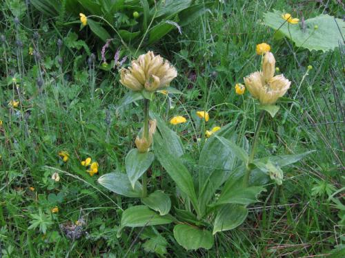 Gentiana punctata