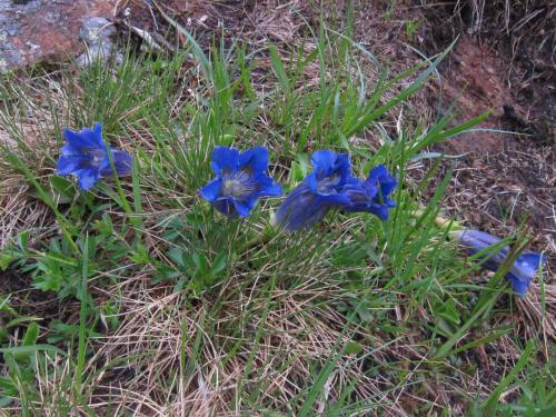 Gentina clusii