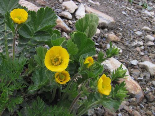 Geum montanum