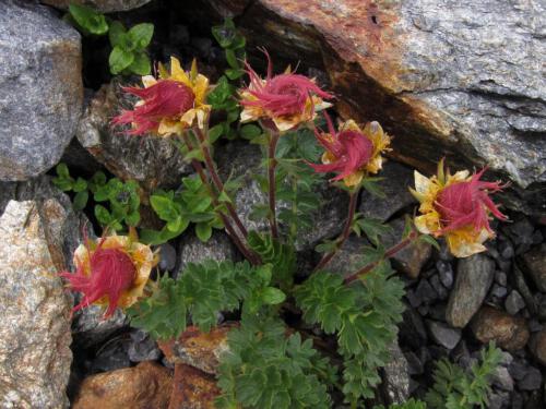 Geum reptans