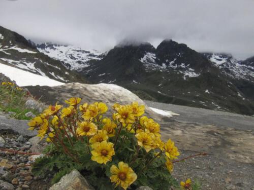 Geum reptans