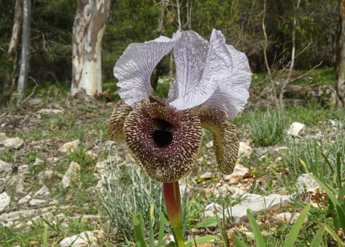 Iris bismarckiana, Israël