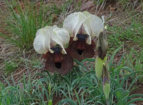 Iris elegantissima, Turkije